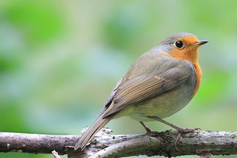 Дикая природа, Зарянка, Природа, Птица, Фотоохота Зарянка фото превью