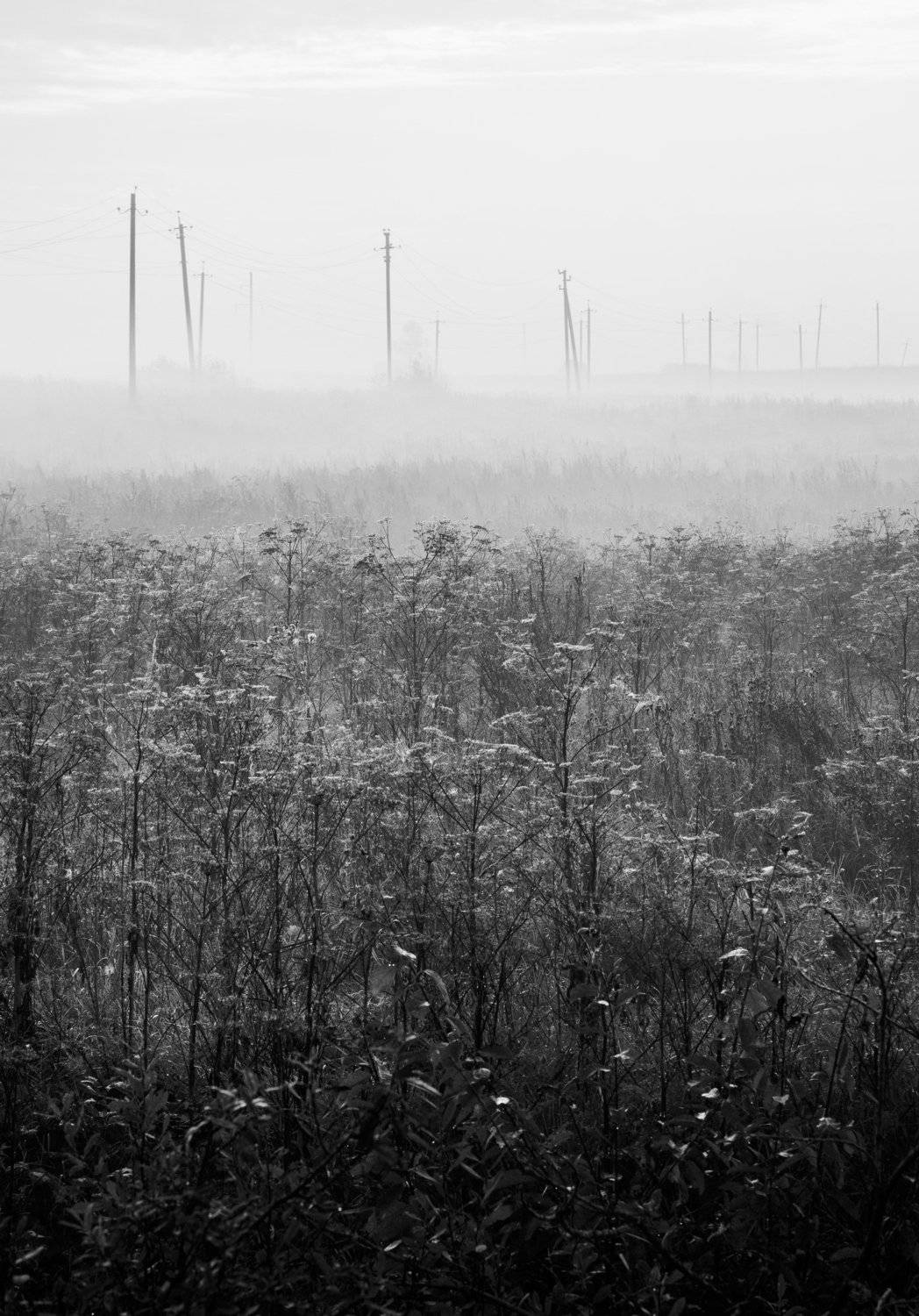 пейзаж, чб, линии, природа, связь, Алексей Архипов