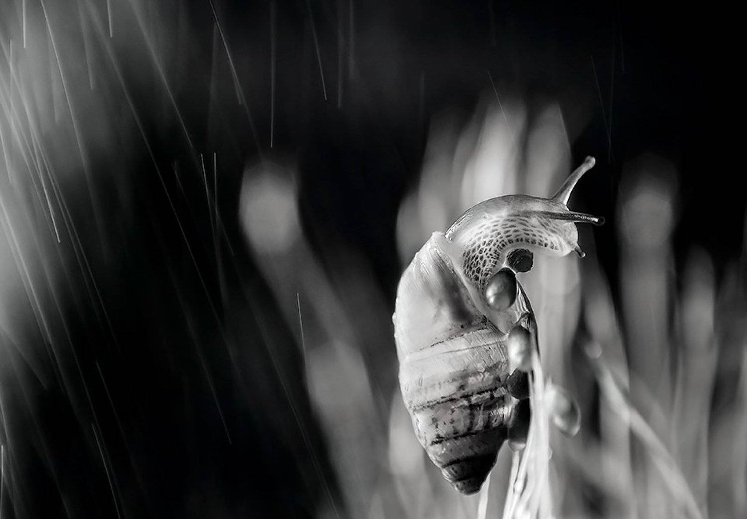 black and white, close-up, macro, moss, snail, капли, мох, улитка, Ивелина Благоева