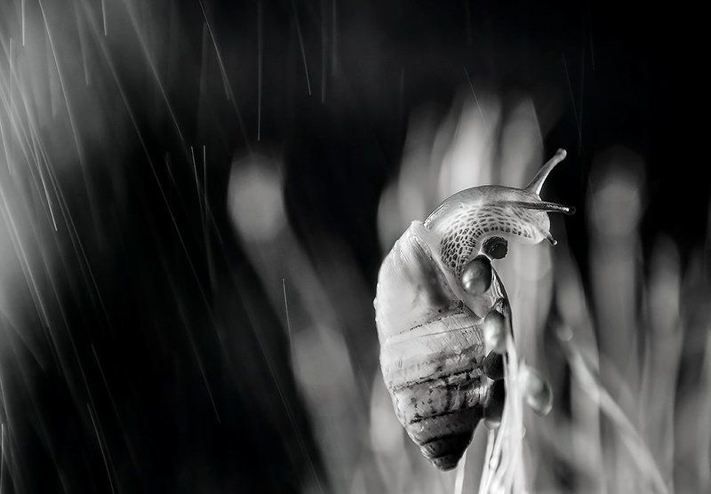 black and white, close-up, macro, moss, snail, капли, мох, улитка - фото превью