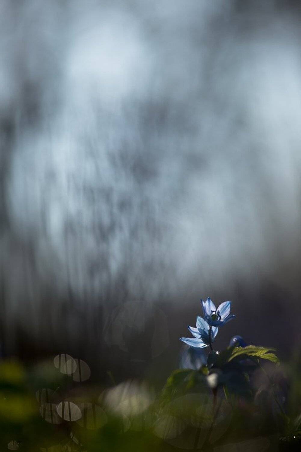 Апрель, Весна, Воронеж, Макро, Пролеска, Свет, Геннадий Мещеряков