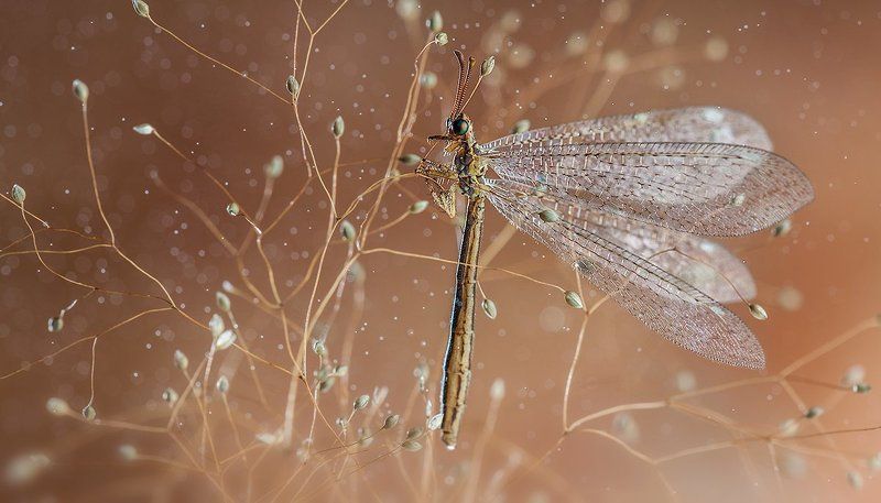 Сидящие в кустарнике. фото превью