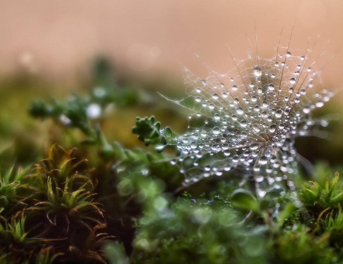 , Марина Брыдня