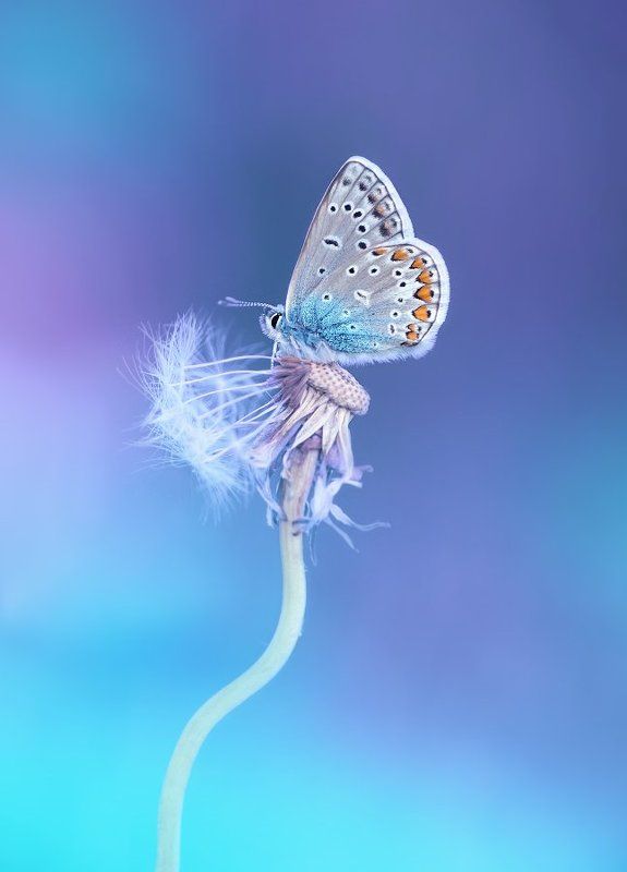 Бабочки фото превью