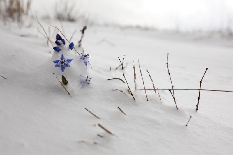 апрель, горы, крым, первоцветы Апрель, Крым фото превью