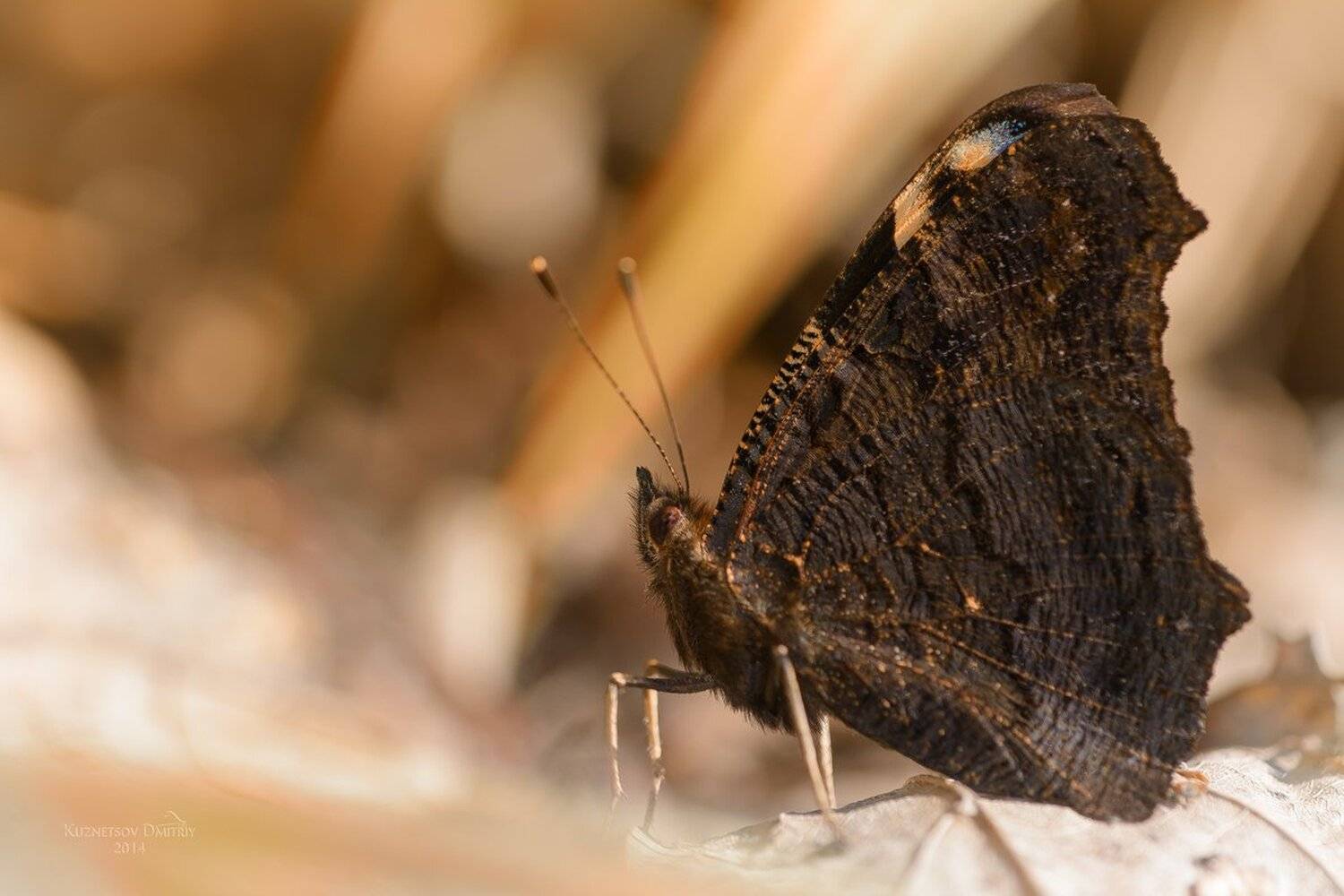 , Кузнецов Дмитрий