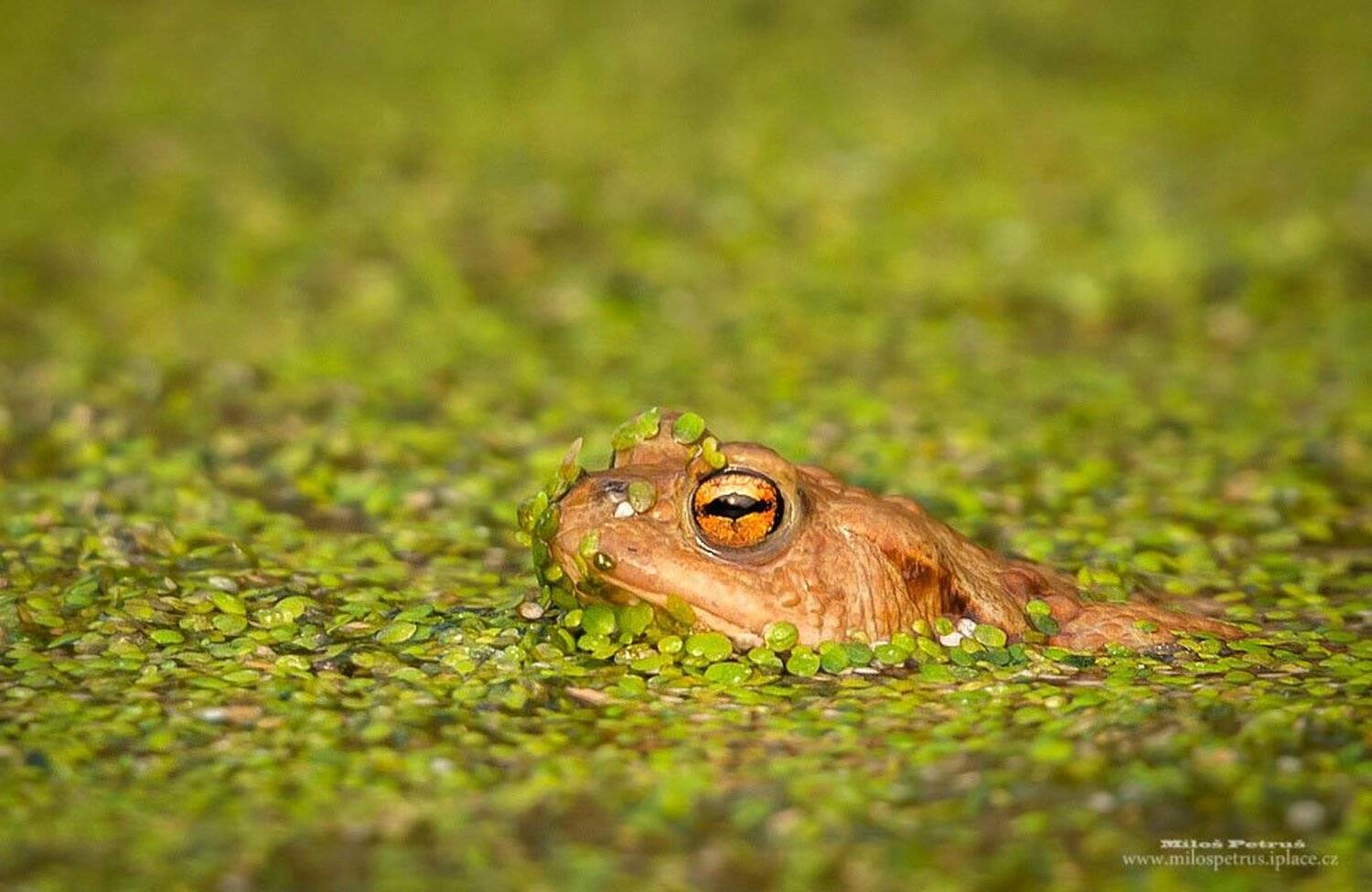 , Milo&scaron; Petru&scaron;