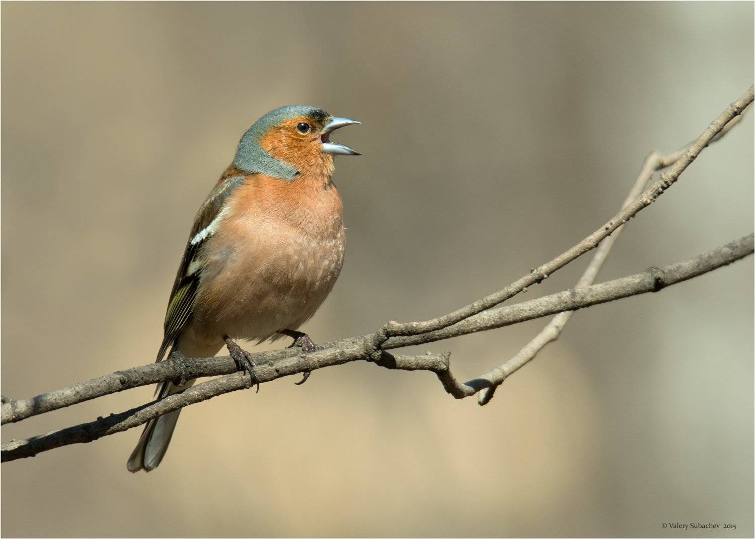 , Валерий Субачев
