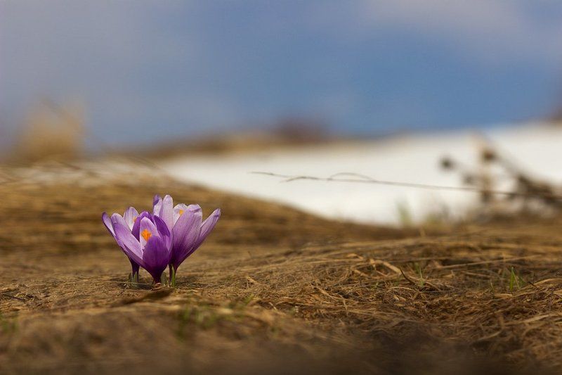 Весна, Гора, Крокусы Крокусы фото превью