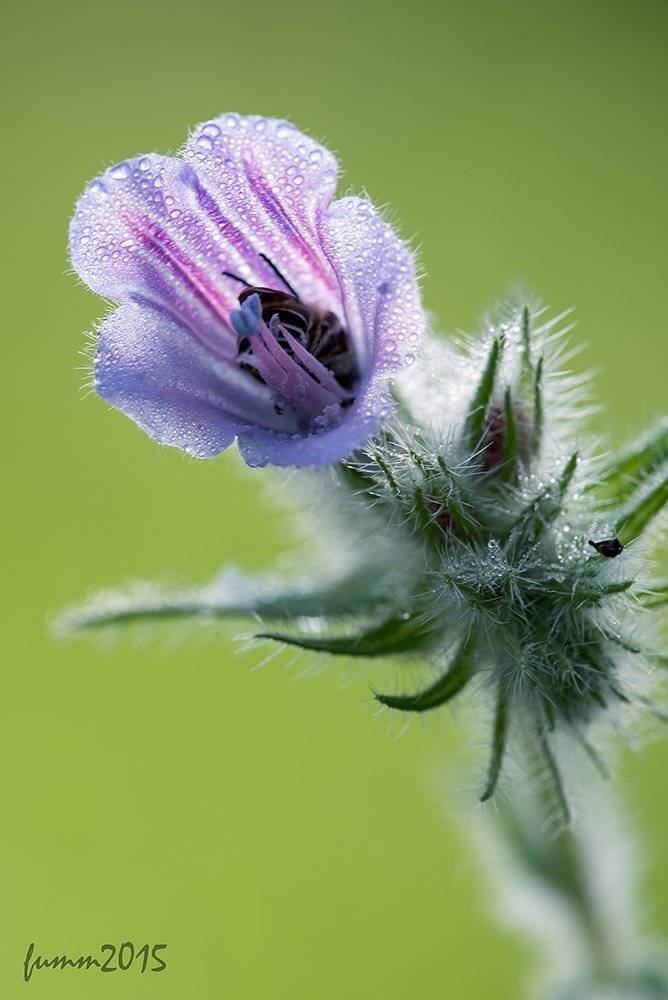 , Игорь ФУММ