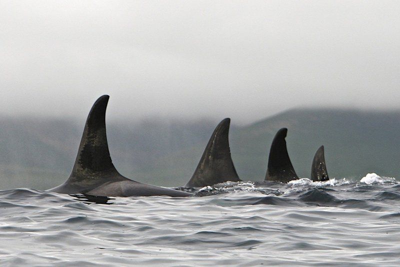 Косатки фото превью
