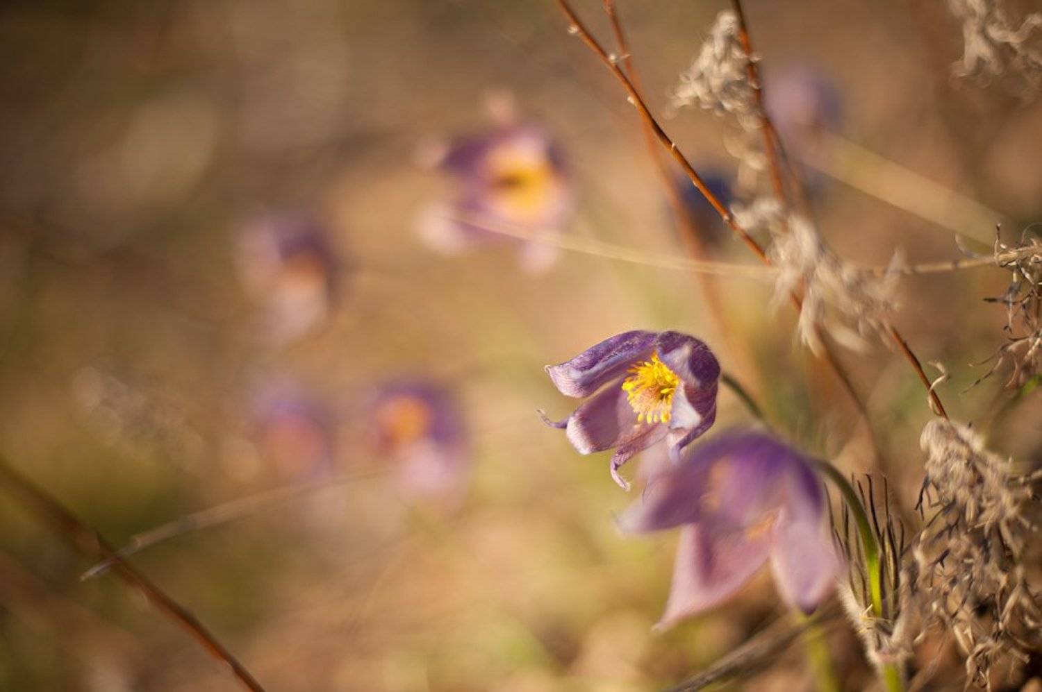 сонтрава, прострел, весна, цветы, Виктор