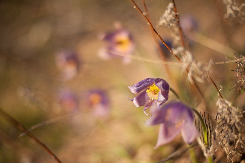 сонтрава, прострел, весна, цветы Сон-трава фото превью