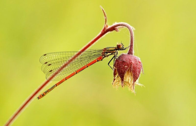 Red , red dawn... фото превью