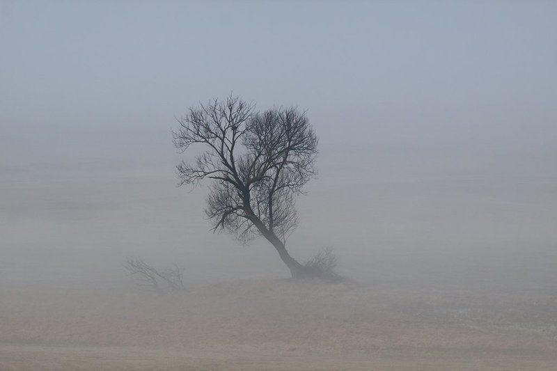 tree фото превью