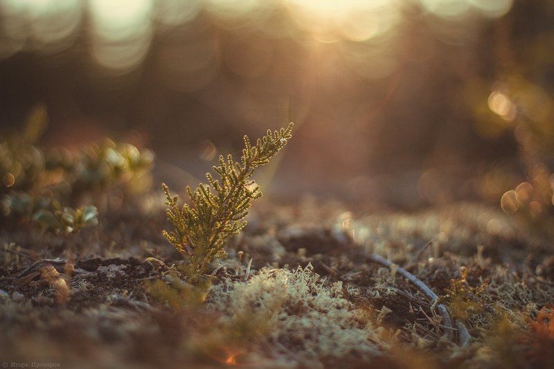 макро, осень, кольский полуостров Осеннее настроение. фото превью