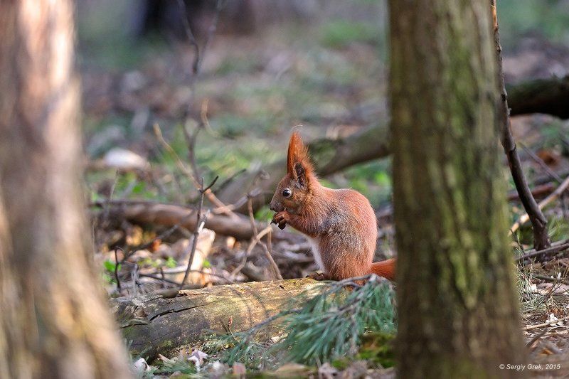 белка, лес, природа, red squirrel, forest, nature, willife В весеннем лесу фото превью