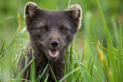 Polar fox