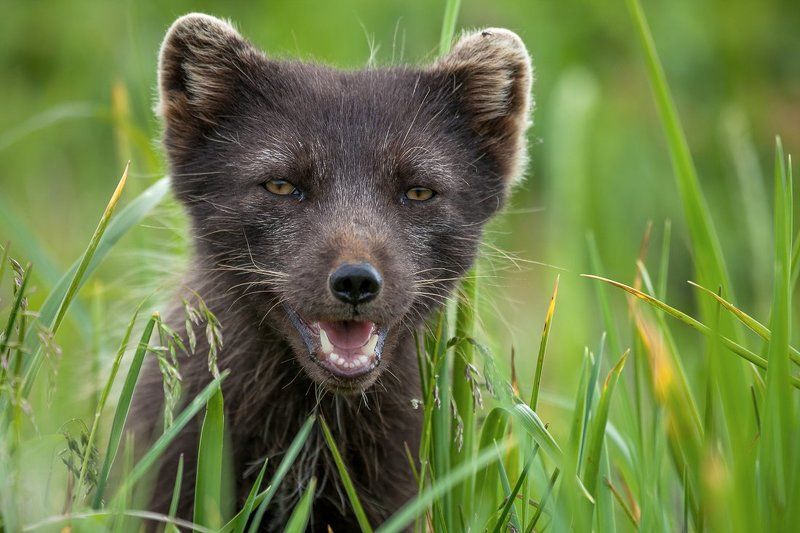 Командорские острова, Песец Polar fox фото превью