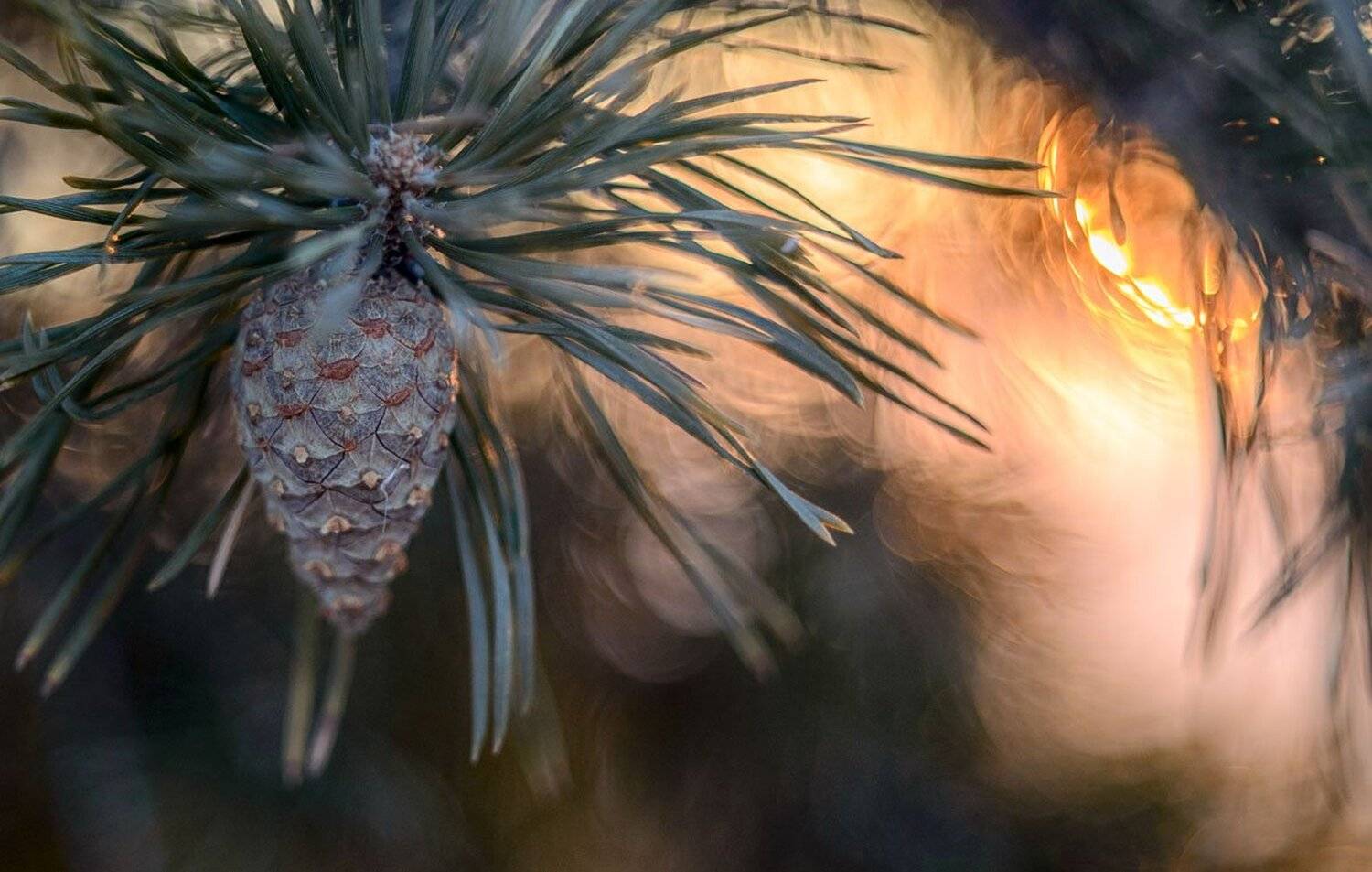 , Сергей Брагин