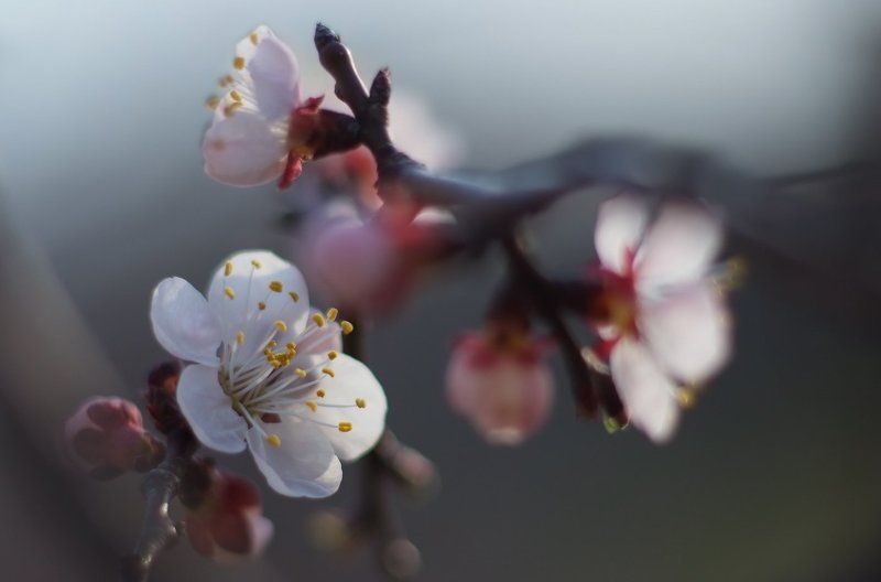 абрикоскины  сны... фото превью