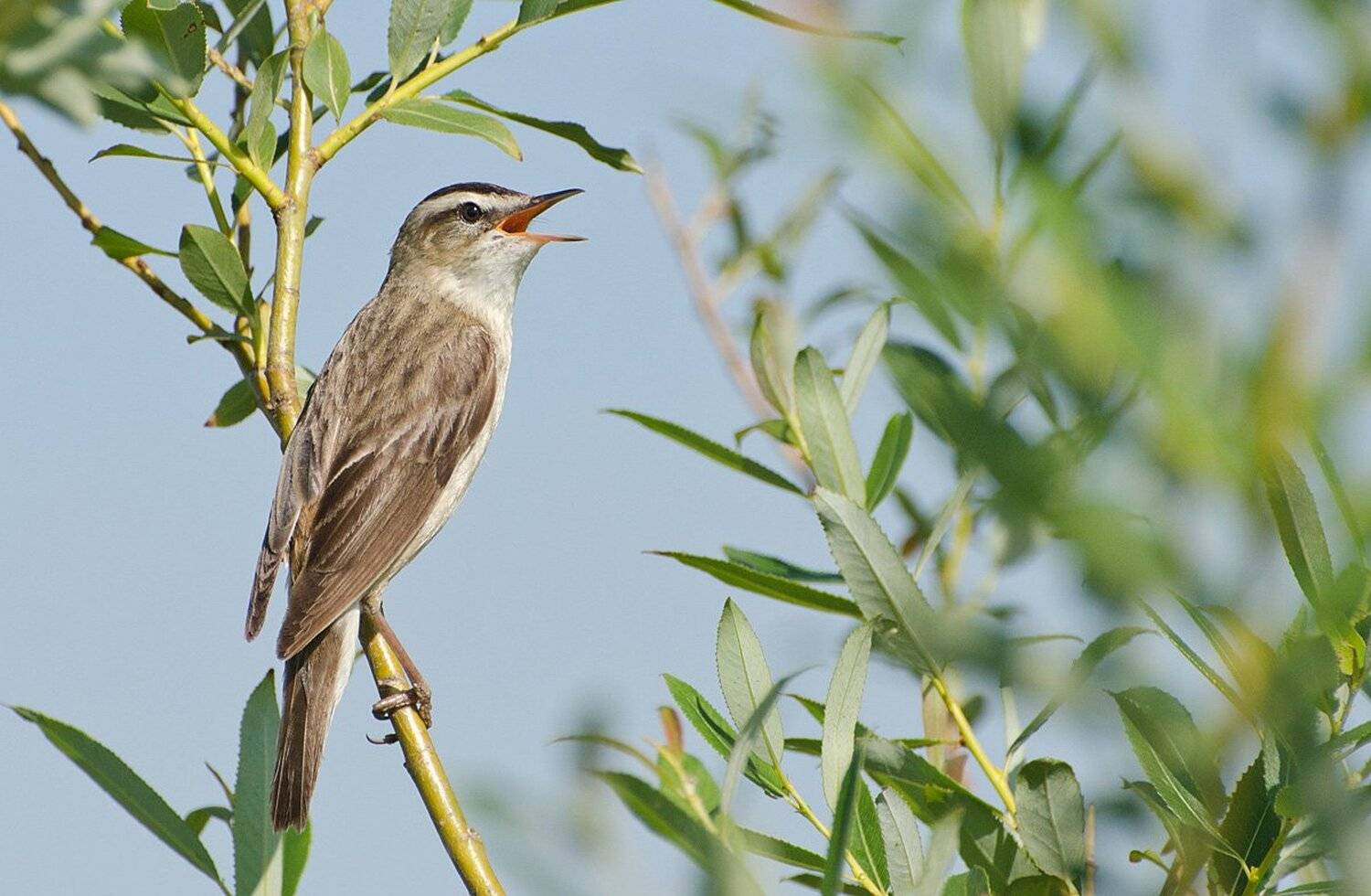 , Михаил Агеев