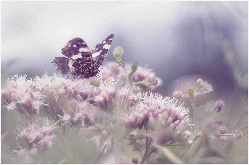 , Krzysztof Trojanowski