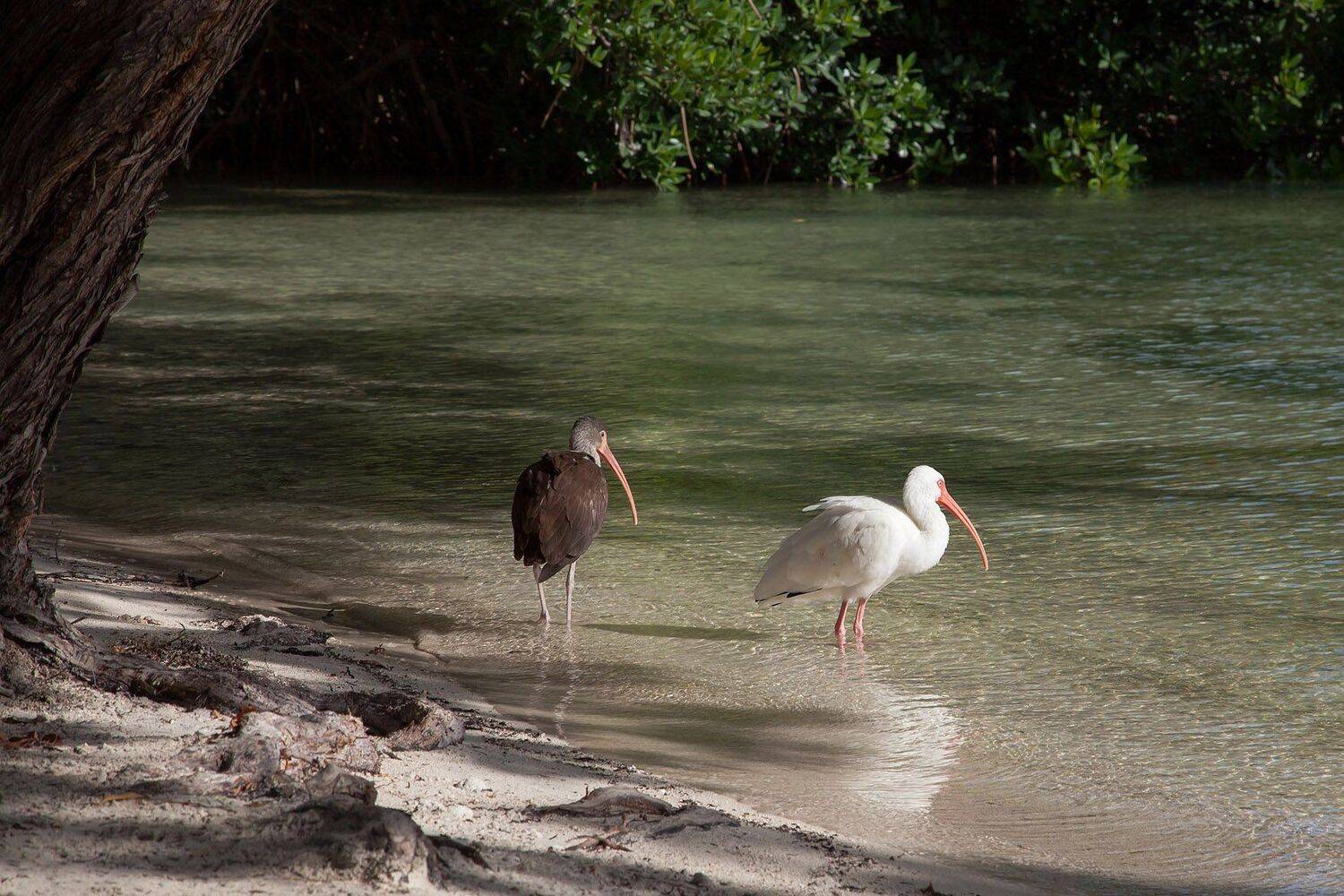 животные, природа, птицы, фауна, флорида, цапля, Антонина