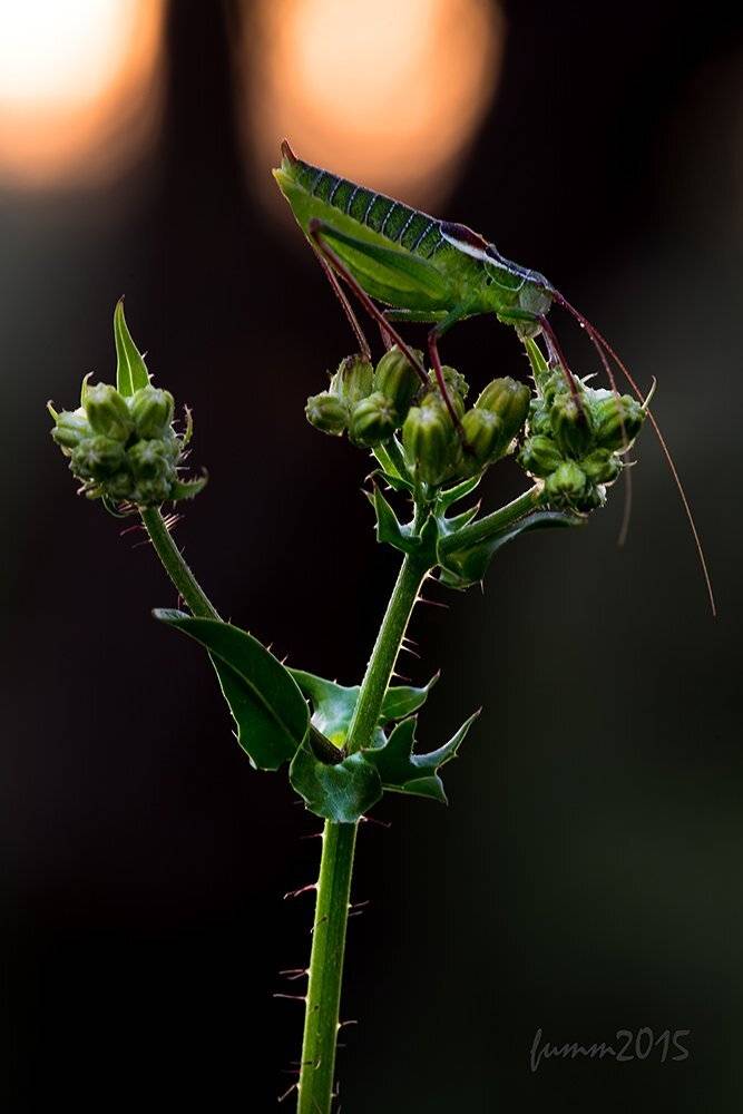 , Игорь ФУММ