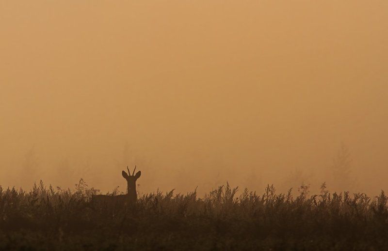 Утреняя  фото превью