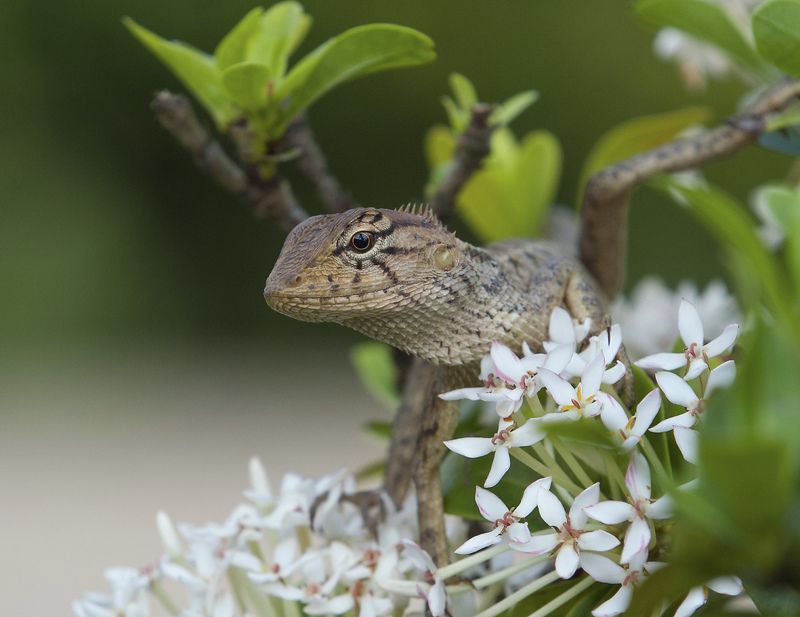Из жизни отдыхающих фото превью