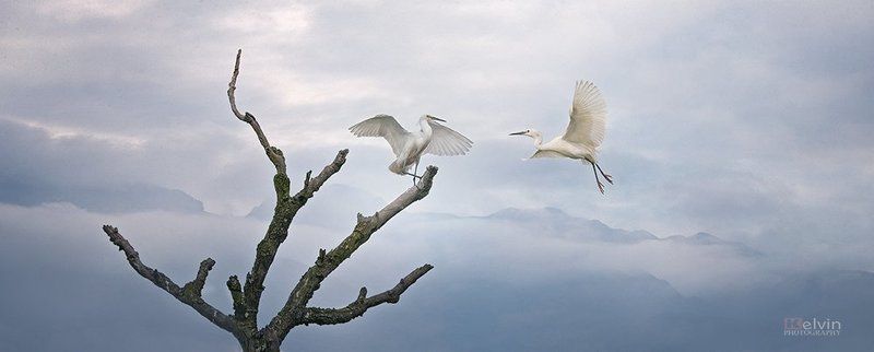 Cò фото превью