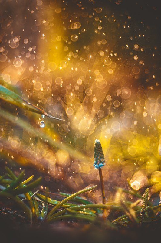 ...в золотом дожде купаясь... фото превью