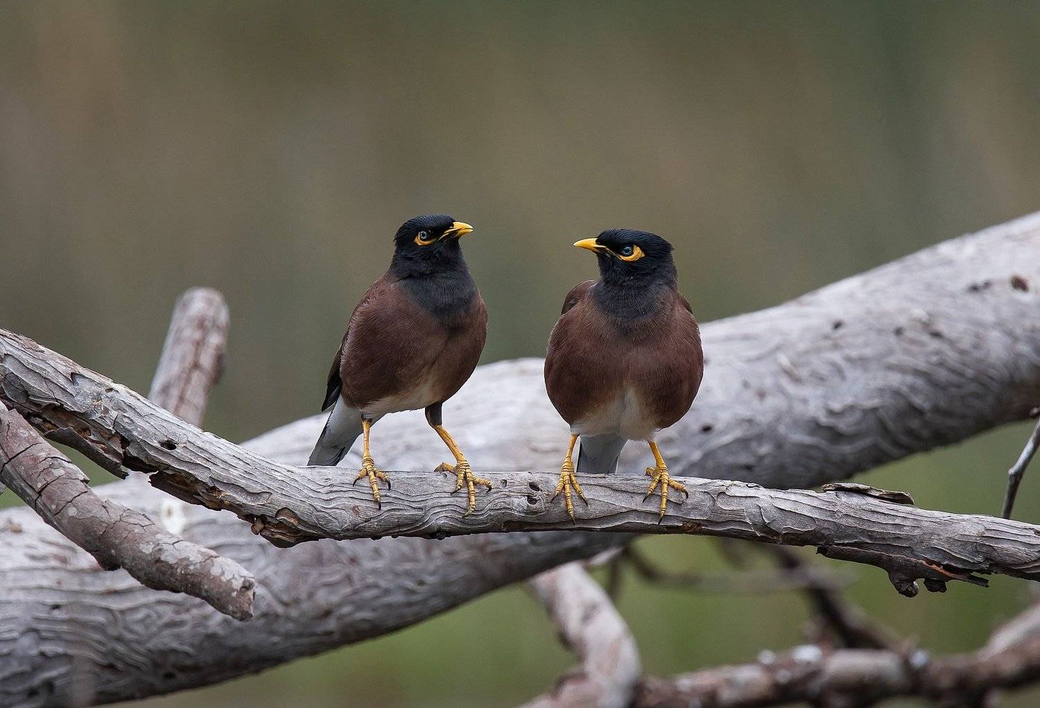 Acridotheres tristis, Birds, Nature, Wildlife, Майна, Парочка, Пересмешники, Природа, Птицы, Скварцовые, Наталья Рублина