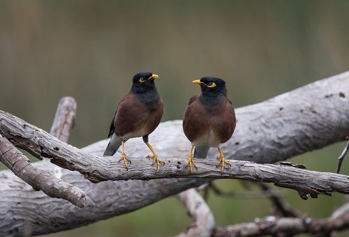 Парочка пересмешников :)