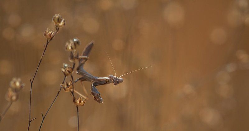 Хвост пистолетом. фото превью
