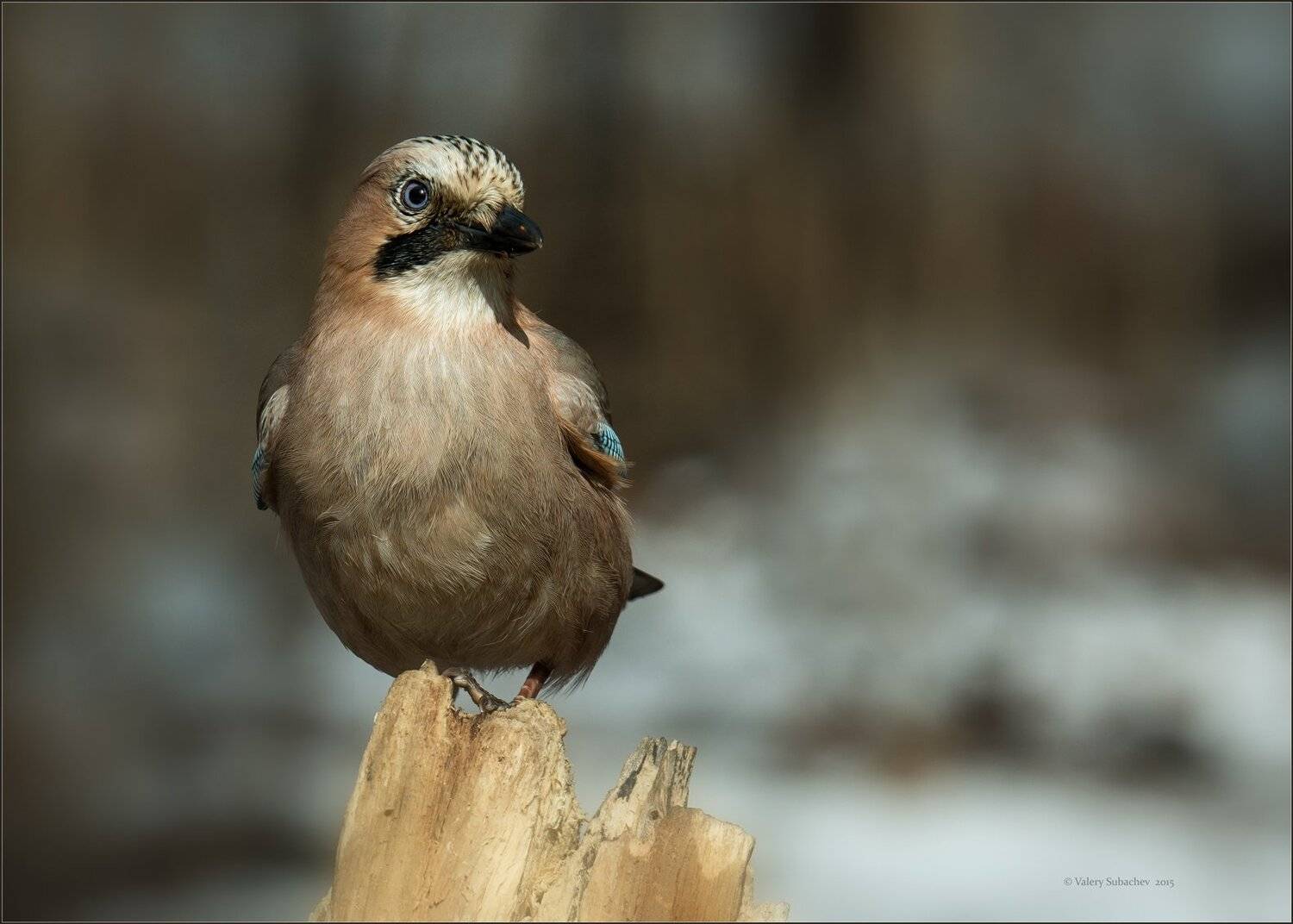 , Валерий Субачев