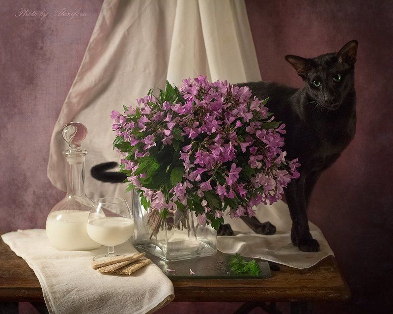 Про черного кота фото превью