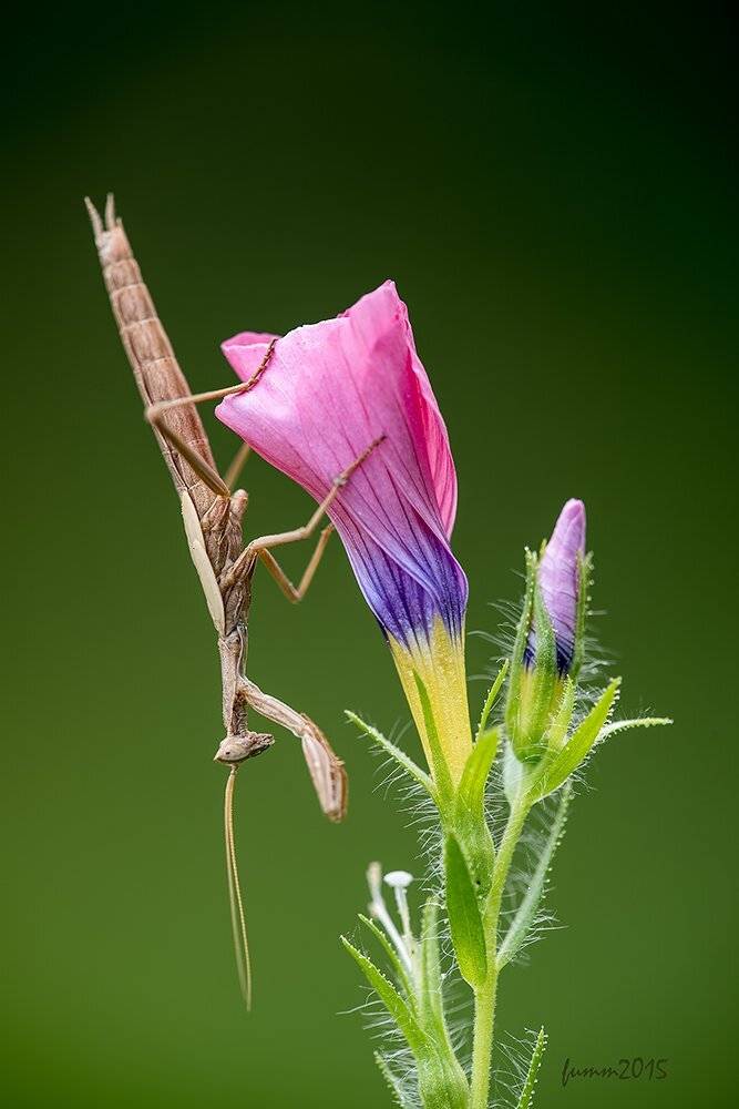 , Игорь ФУММ