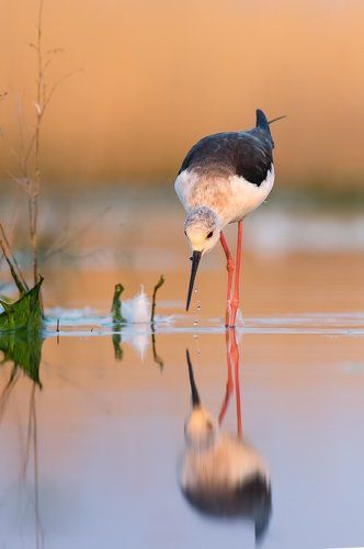 Stilt
