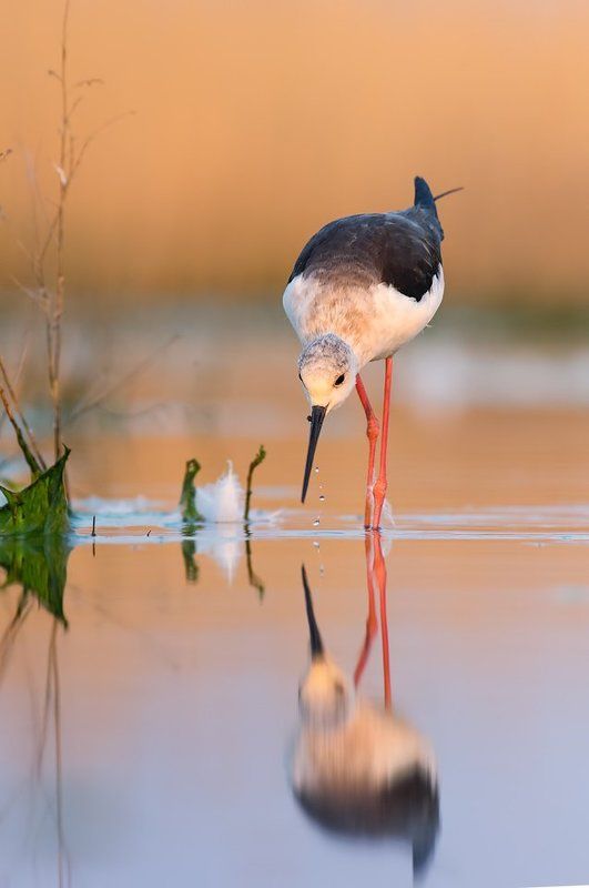 Pentax k-3, Stilt Stilt фото превью