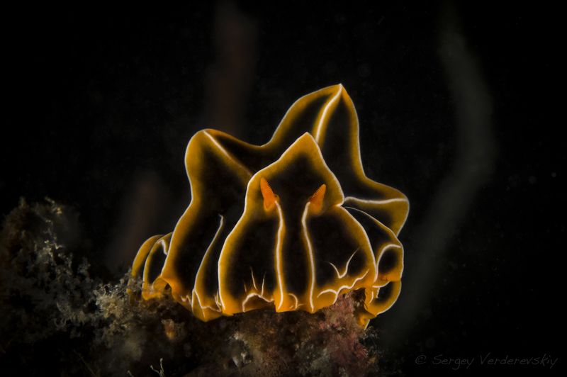 Океанское приведение фото превью