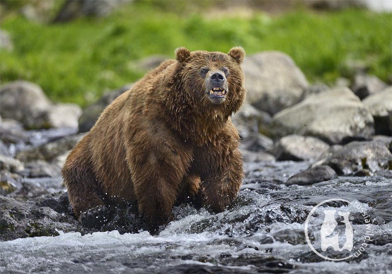 Бурый медведь, Дикая природа россии, Камбальная река, Камчатка, Николай  зиновьев, Южно-камчатский заказник Скажи чи-и-и-и-и-з! фото превью