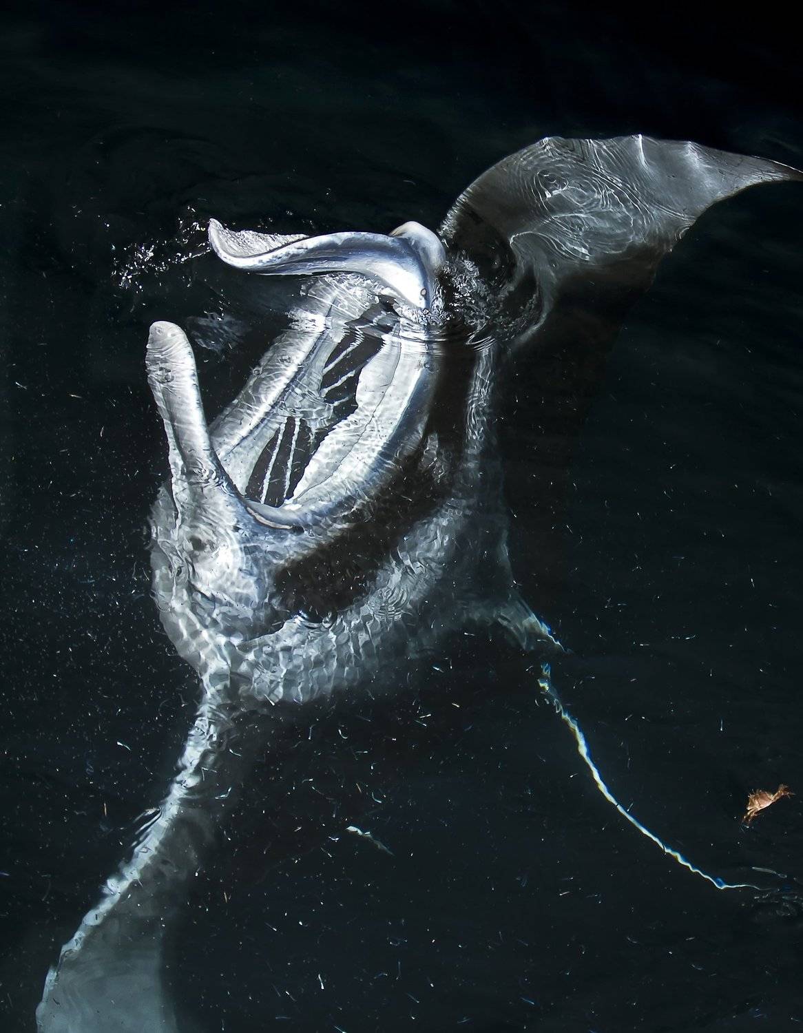 , Степан Решетников