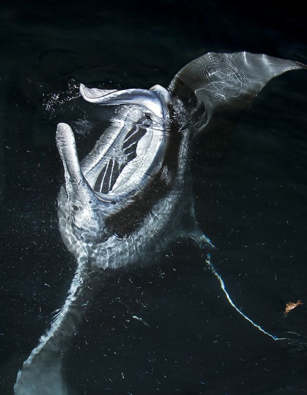 Из бездны фото превью