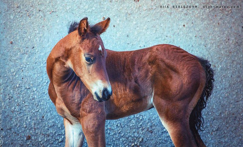 Colt, Horse, Little, Жеребенок, Лошадь . фото превью