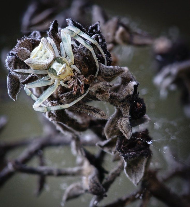 пауки Ужастики фото превью