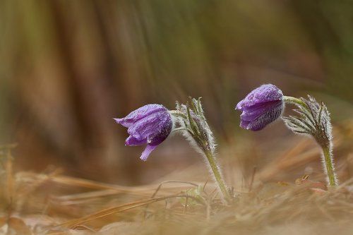Прострел раскрытый