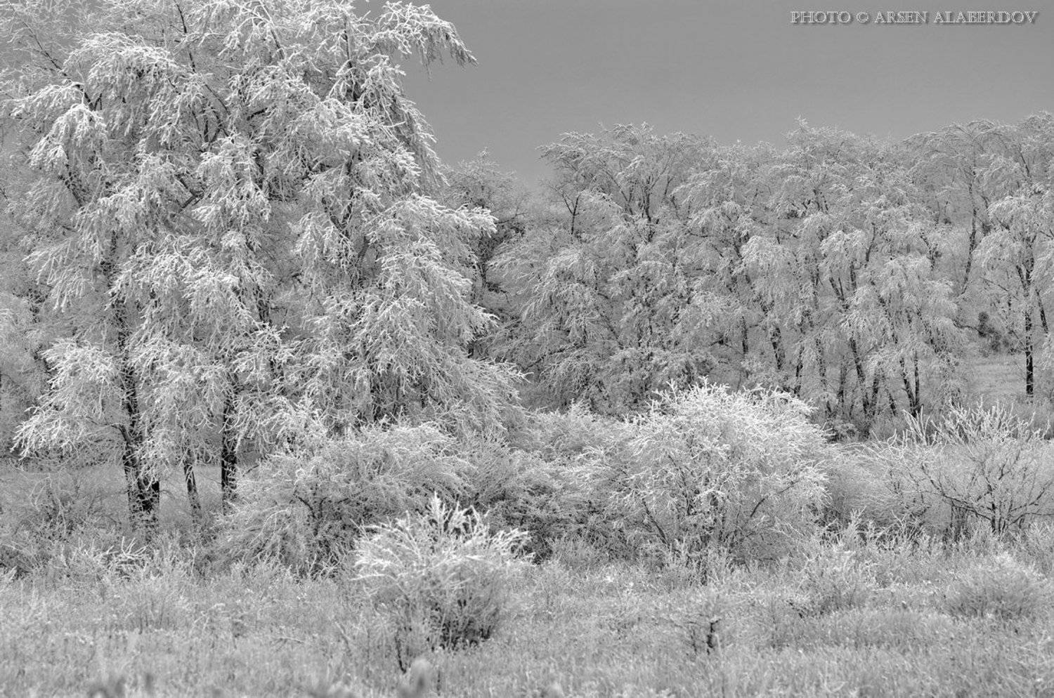 Ветки, Зима, Зимний лес, Иней, Кусты, Лес, Опушка, Снег, Холод, Арсен Алабердов