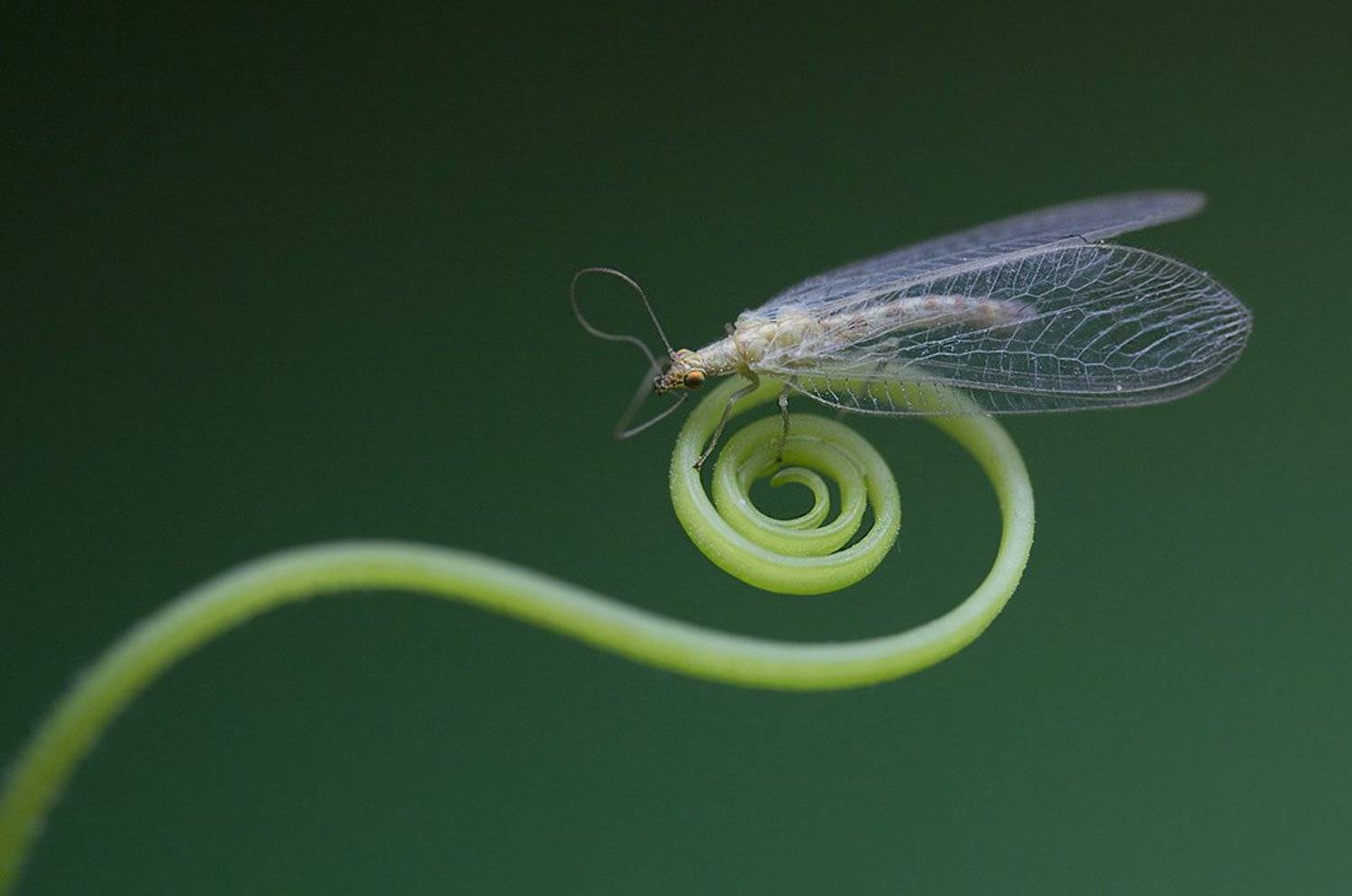 , Петрова Татьяна